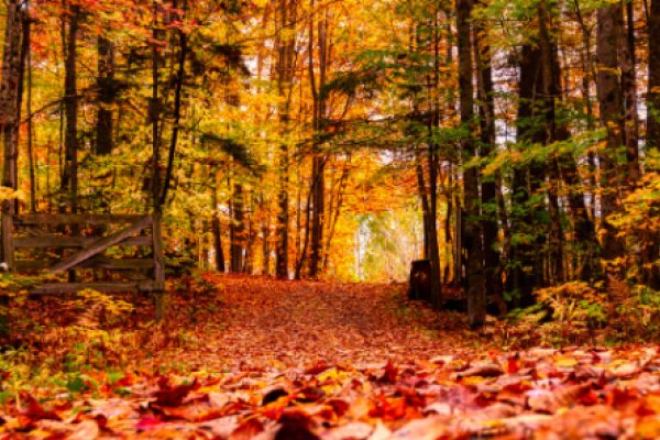 How To Celebrate The Autumn Equinox