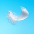 angel feather