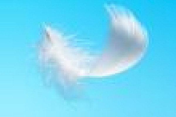 angel feather