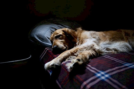 dog on bed