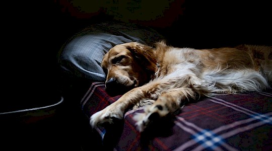 dog on bed