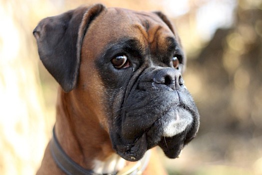 What is the best dog breed for your zodiac sign?